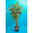 Ficus 216cm